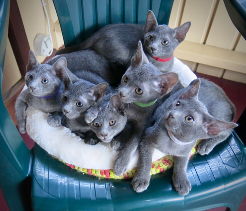 Kittens at 10 weeks